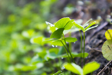 Green shamrock plant in the winter morning with dew drops on the leaf.