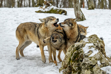Four Gray wolf in the winter forest. Wolf in the nature habitat