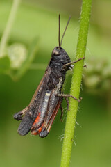 Criquet noir-ébène (Omocestus rufipes)
