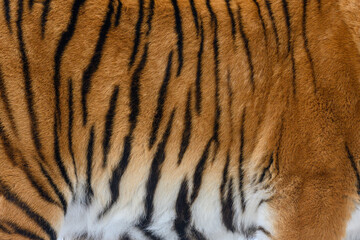 Tiger pattern design. Real fur texture. Animal print pattern tile background