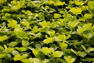 Green shamrock plants in wood in the winter morning with dew drops on the leaf.
