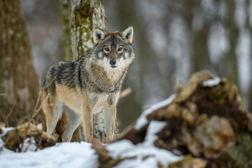 Gray wolf in the winter forest. Wolf in the nature habitat - obrazy, fototapety, plakaty