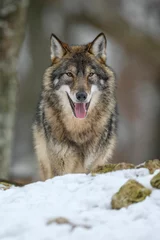 Keuken spatwand met foto Gray wolf in the winter forest. Wolf in the nature habitat © byrdyak