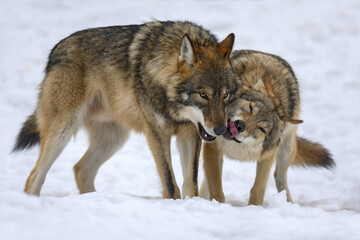 Two Gray wolf in the winter forest. Wolf in the nature habitat © byrdyak