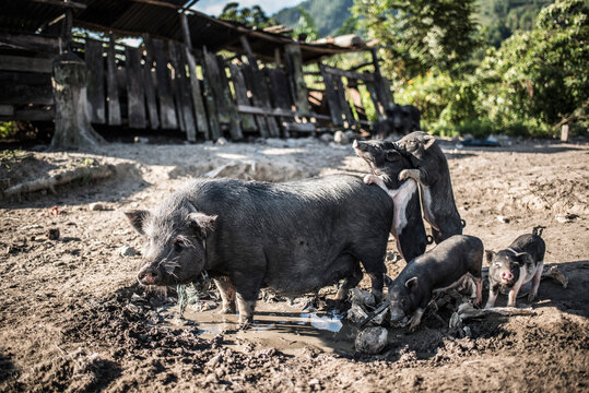 Pigs in a village at Lake Toba (Danau Toba), North Sumatra, Indonesia, Asia