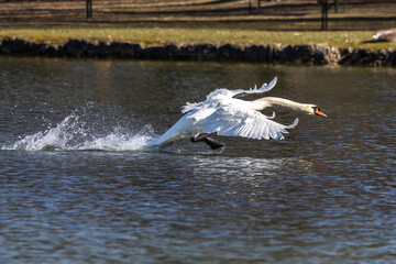 Mute swan, Cygnus olor flying over a lake in the English Garden in Munich, Germany