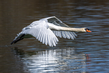 Mute swan, Cygnus olor flying over a lake in the English Garden in Munich, Germany