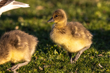 Beautiful yellow fluffy greylag goose baby gosling in spring, Anser anser