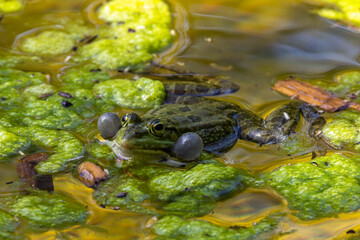 Common frog, Rana temporaria, single reptile croaking in water