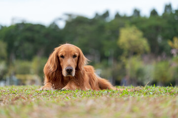 golden retriever lying on grass