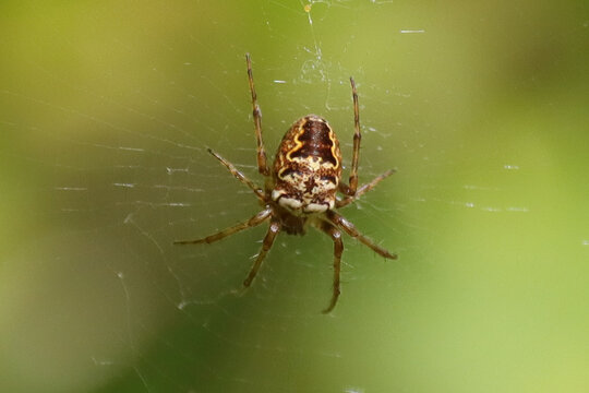 Diodie t&ecirc;te de mort (Zilla diodia)
