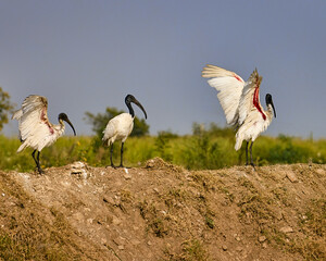 A family of Black Headed Ibis happily flapping their wings during their migratory journey.