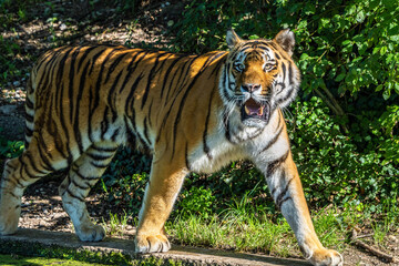The Siberian tiger,Panthera tigris altaica in a park