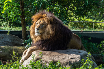 The lion, Panthera leo is one of the four big cats in the genus Panthera
