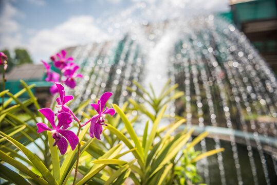 Orchid garden, Perdana Botanical Garden, Tun Abdul Razak Heritage Park, Kuala Lumpur, Malaysia, Southeast Asia