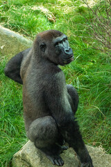 Gorillas are ground-dwelling, predominantly herbivorous apes, Sub-Saharan Africa