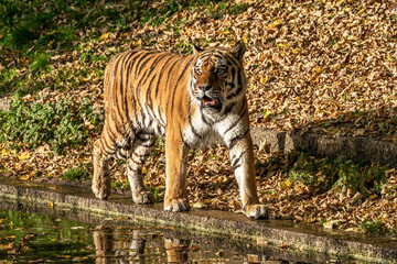 The Siberian tiger,Panthera tigris altaica in the zoo