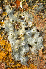 Sea creatures form on rocks along the shoreline. - obrazy, fototapety, plakaty