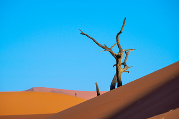 Deadvlei in Namibia before blue sky