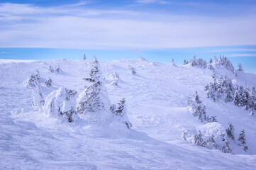 Obraz premium Ciucas mountains in winter, Romanian Carpathians. Fir trees and junipers full of frozen snow. 