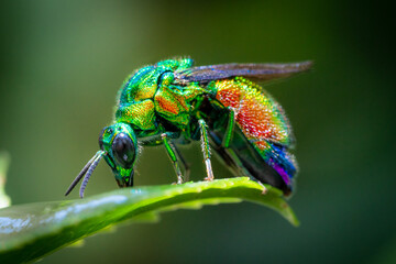 Close-up of an amazing cuckoo wasp sitting on a green leaf