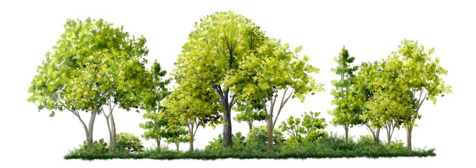 forest or green tree side view isolated on white background  for landscape and architecture layout drawing, elements for environment and garden