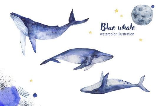 Watercolor blue whales on a white background. Illustration for drawing marine animals by hand. Graphics for fabric, T-shirt, greeting card, greeting card, book, children's poster, stickers.