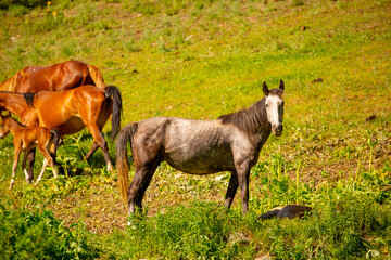 Naklejka na ściany i meble Horse and newborn foal on the background of mountains, a herd of horses graze in a meadow in summer and spring, the concept of cattle breeding, with place for text.