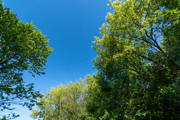 Leaves against Blue Sky