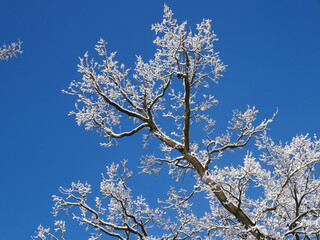Snowed trees in winter time