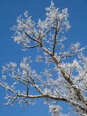 Snowed trees in winter time
