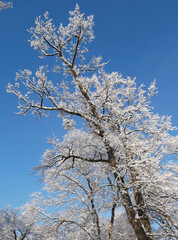 Snowed trees in winter time