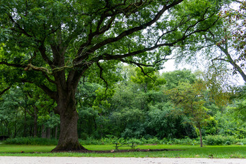 Obraz premium Tree in the Park