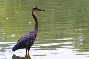 Heron
