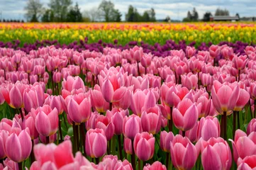 Fotobehang Colorful field of tulips with pink in the foreground.  © Terry