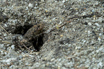 Frog in the Ground