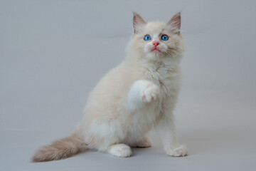 ラグドールの子猫　青い目