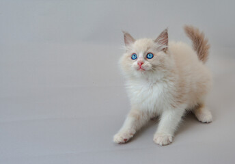 ラグドールの子猫　青い目