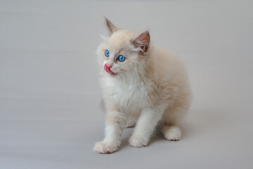 ラグドールの子猫　