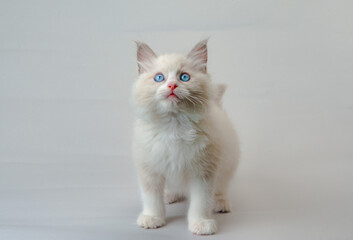 ラグドールの子猫　青い目