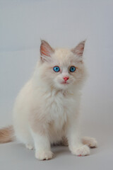 ラグドールの子猫　