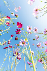 Close-up Pink Sulfur Cosmos flowers blooming on garden plant in blue sky background