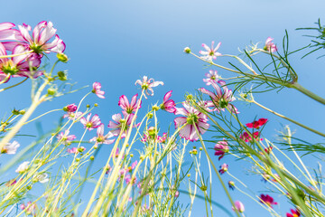Close-up Pink Sulfur Cosmos flowers blooming on garden plant in blue sky background