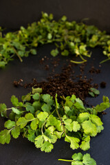 koriander eine heil- und gewürzpflanze mit besonderen aroma