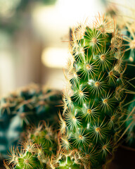 Cactus close up, indoor plants