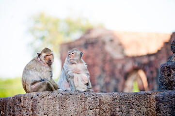 Couple of Monkeys at Phra Prang Sam Yot Buddhist Temple, Lopburi, Thailand, Southeast Asia
