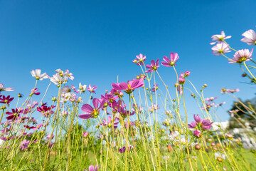 Obraz na płótnie Canvas Royalty high quality free stock image. Close-up Pink Sulfur Cosmos flowers blooming on garden plant in blue sky background