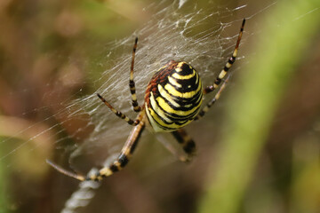 Argiope frelon --- Argiope fasciée (Argiope bruennichi)
