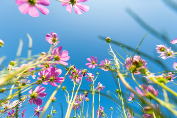 Close-up Pink Sulfur Cosmos flowers blooming on garden plant in blue sky background