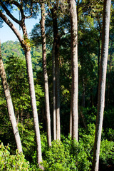 Fototapeta premium Jungle Landscape at Jungle Flight, Chiang Mai, Thailand, Southeast Asia